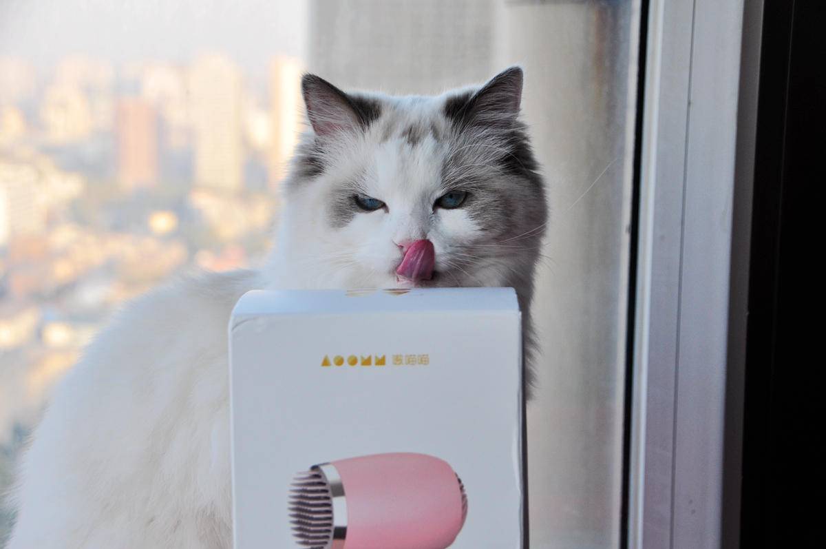 呵护宠物从吹梳开始，嗷喵喵智能宠物吹风梳体验