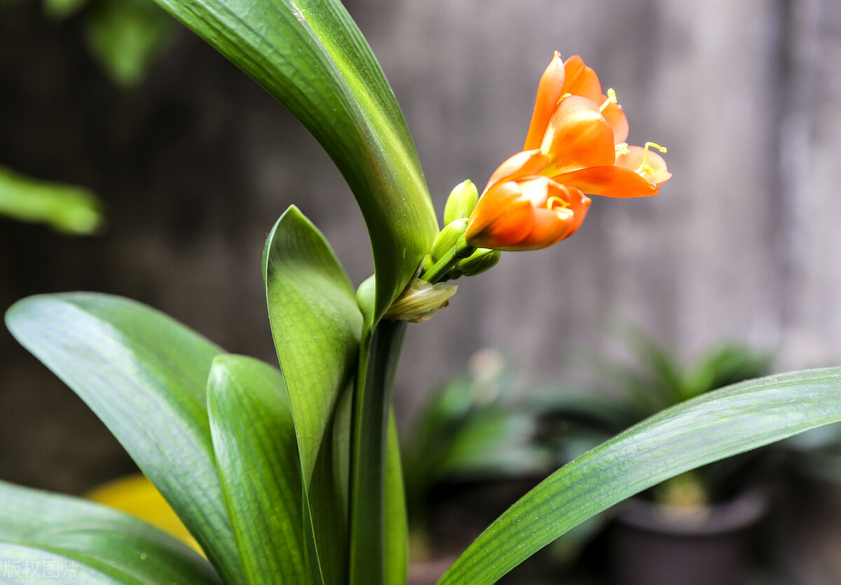春不出 夏不晒 秋不乾 冬不溼 君子蘭的四季蒔養 花匠小美 Mdeditor