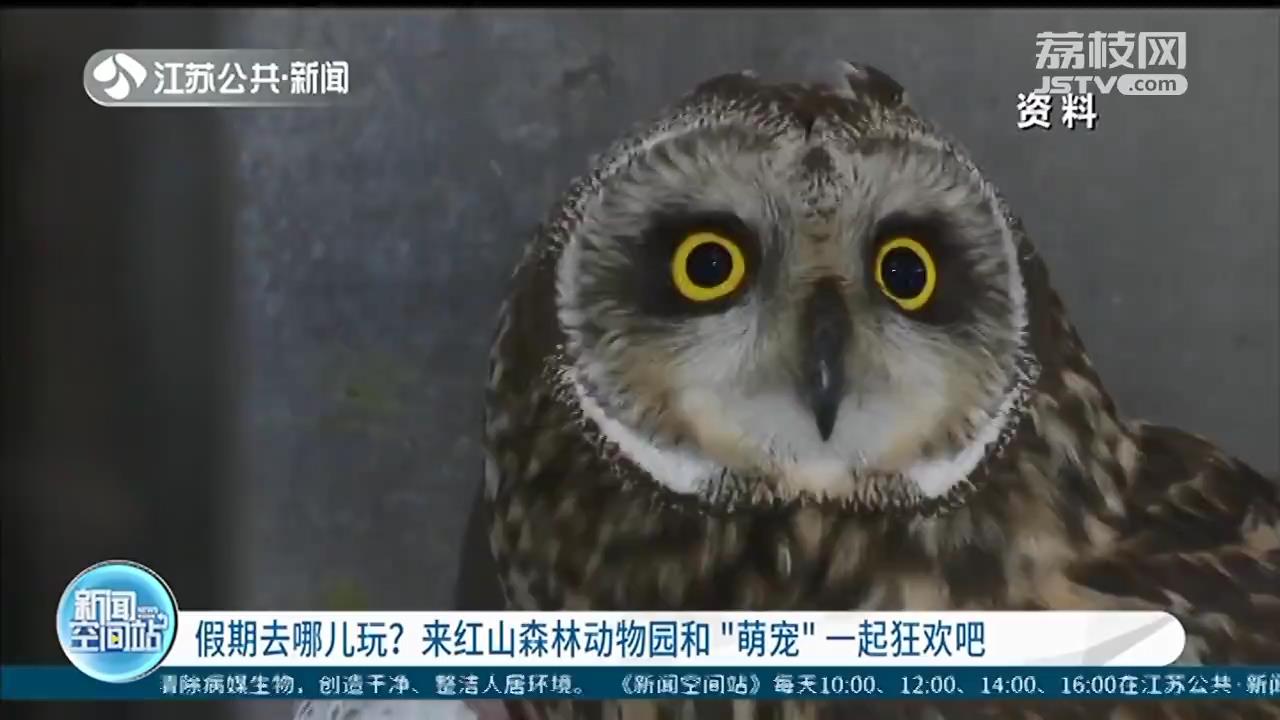 国庆假期去哪儿玩？来红山森林动物园和“萌宠”一起狂欢吧