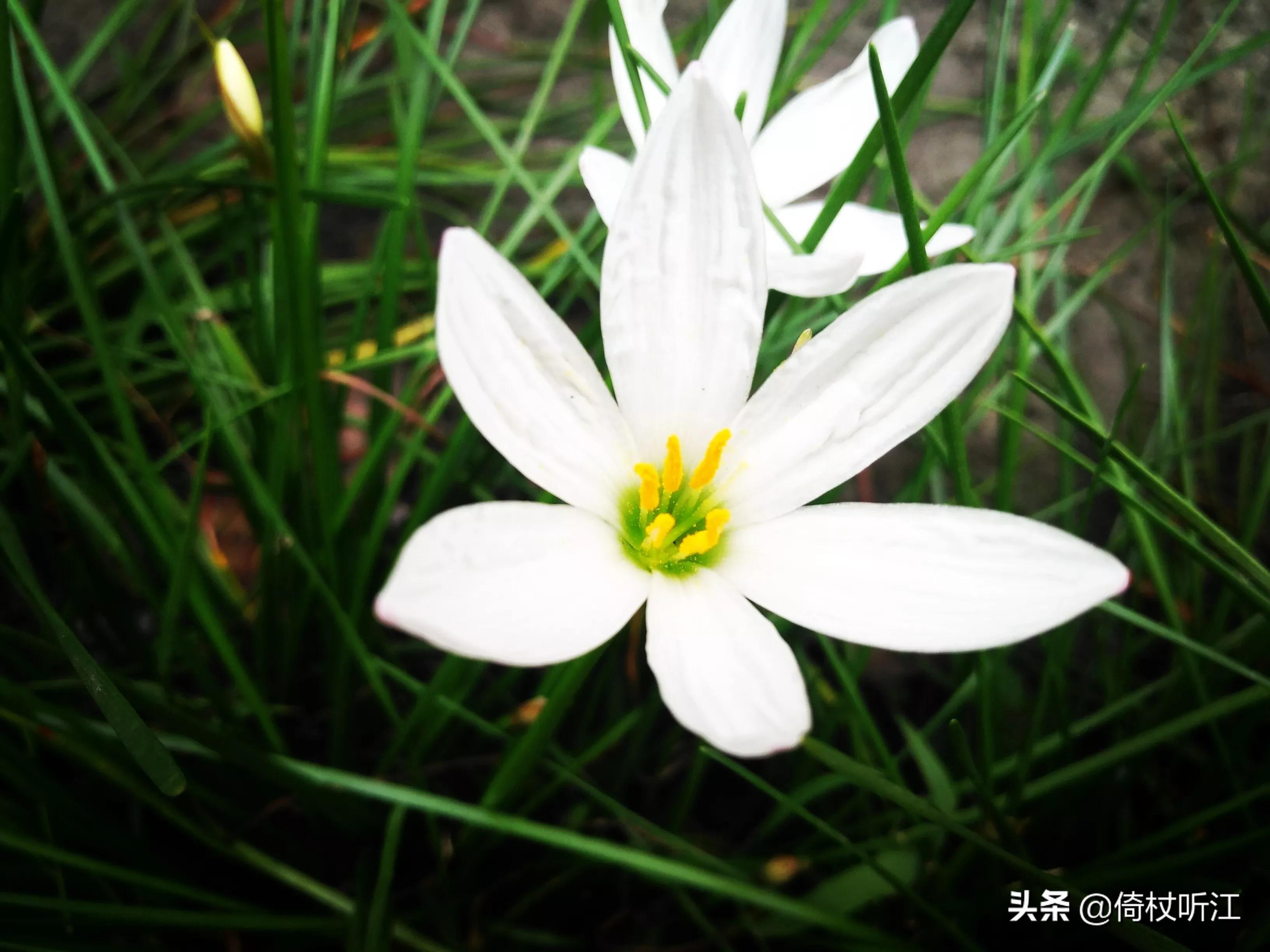 生如夏花之絢爛 倚杖聽江 Mdeditor