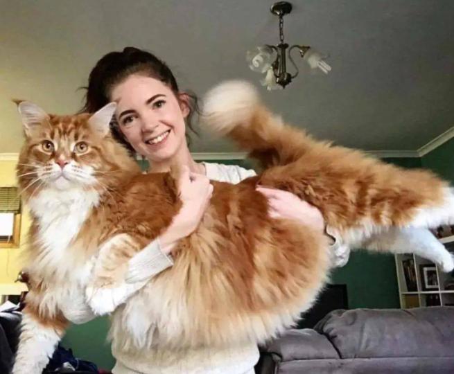 These behaviors of Maine Coon cats are actually meant to 