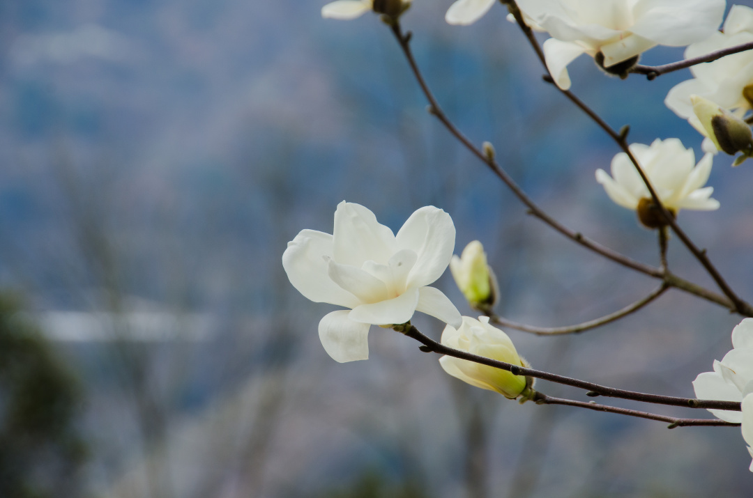 在宁波共度元宵｜最是一年春好处，正是出门踏青时