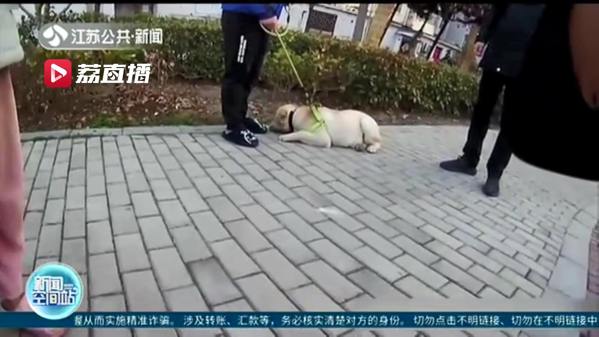 &ldquo;铲屎官&rdquo;带爱宠出门未及时清理宠物粪便 连云港开出首张罚单