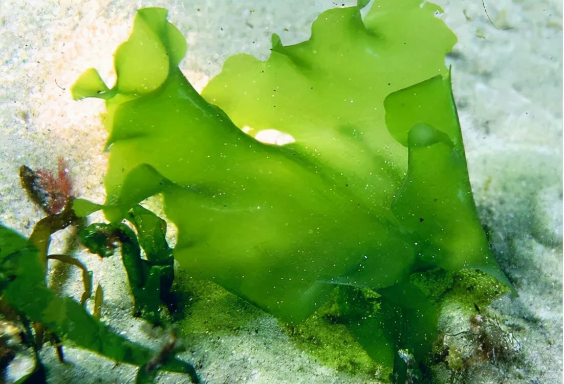 辰颐物语:揭秘裙带菜,海带,紫菜.哪个营养更丰富?