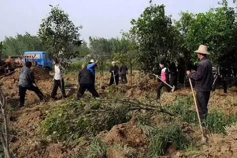 園林綠化施工技術(shù)大全,值得收藏!