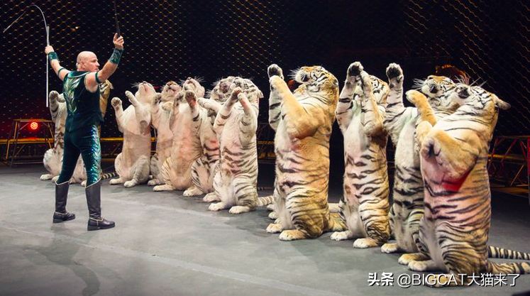 人类为何不能驯化老虎？动物被驯化的6个条件，老虎有3个不满足
