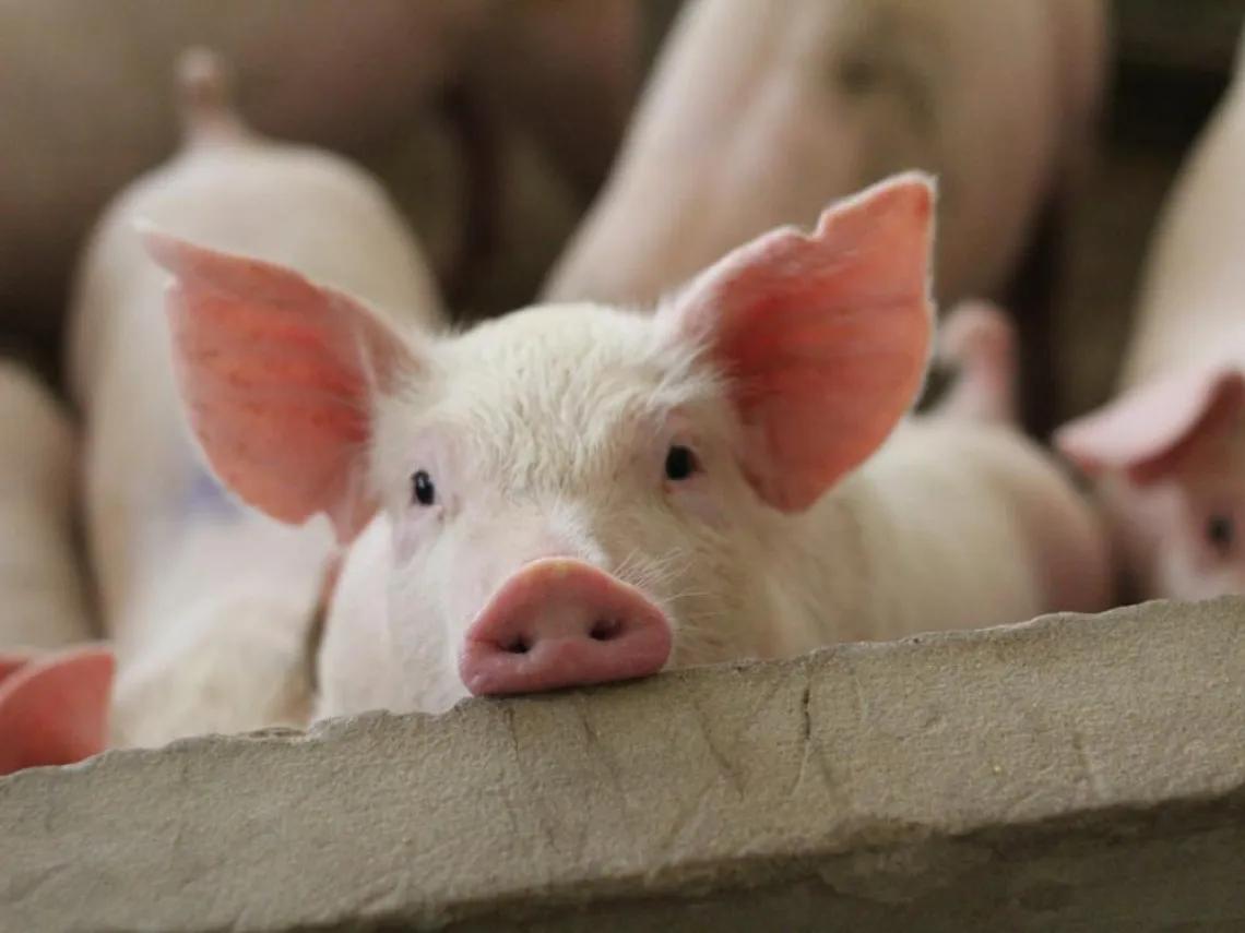 萊豬進口終闖關，民進黨當局的連連失分，已讓台灣民眾開始覺醒