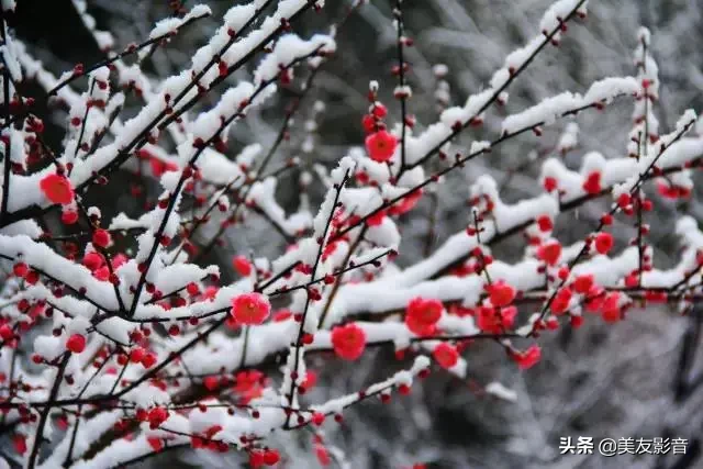 关于梅的诗句大全 梅雪争春未肯降，骚人阁笔费评章图片