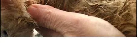 猫的皮下补液和注射位点脓肿- 资讯咖