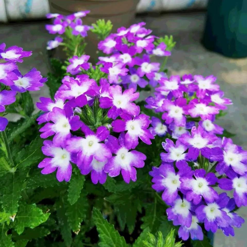 These "unpopular" flowers do not lose to celebrity" flowers, put