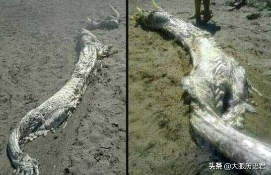 解读现代坠龙事件，真龙究竟是虚幻还是真有其事?