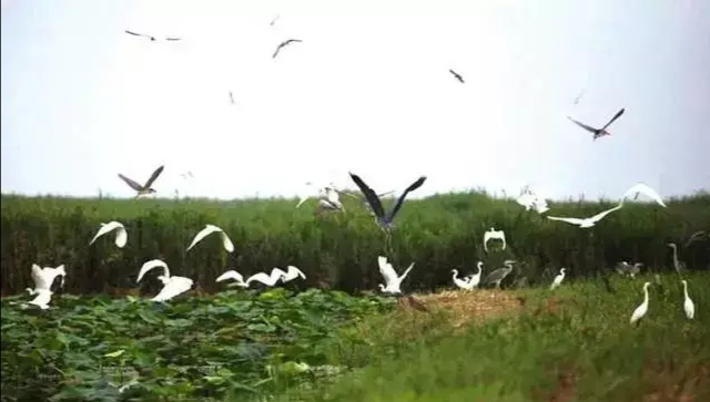 合陽：十大支撐促進黃河流域高質量發(fā)展（組圖）