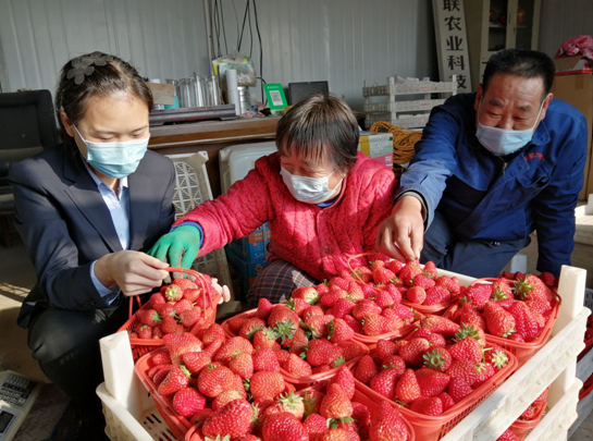 草莓飘香迎丰收