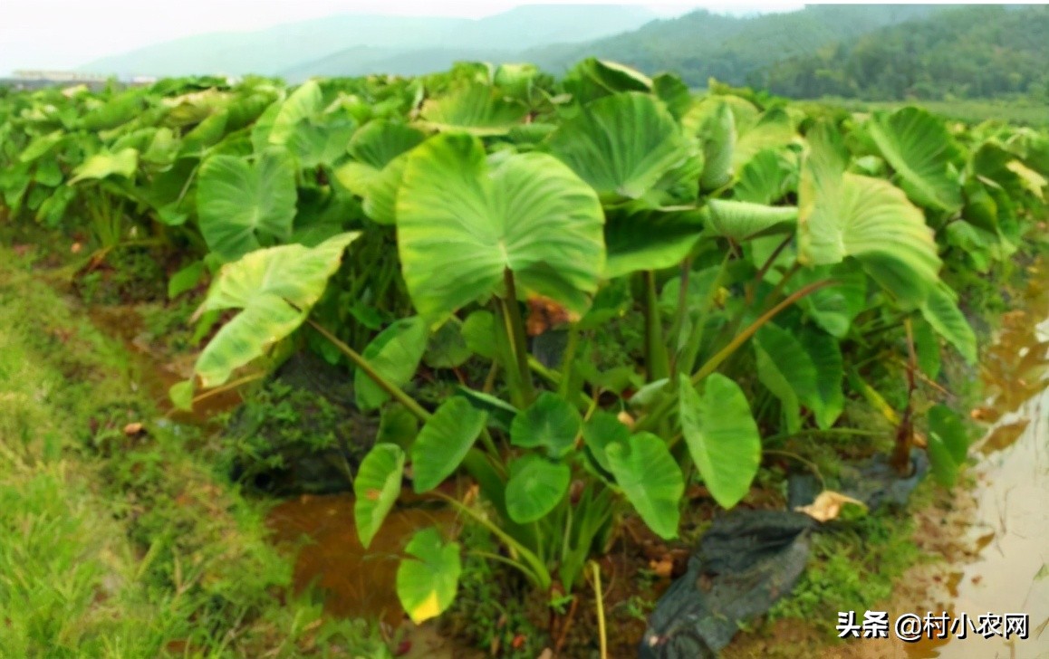 农村种辣椒不赚钱？学会了跟这5种农作物混种，你就能高产多卖钱