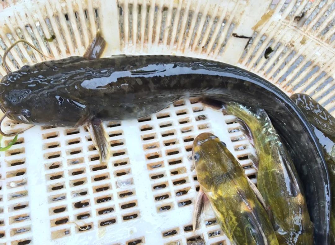 Why are more and more people not eating catfish?Is it really dirty