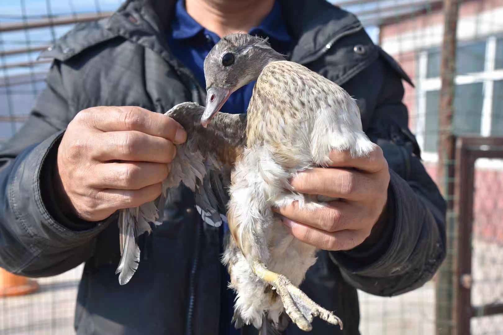 佈下迷魂陣捕捉野鴨子綏稜男子非法狩獵30只鴛鴦幼崽