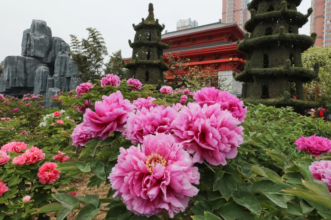 菏泽牡丹迎来最佳观赏期，给你美艳暴击