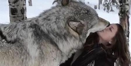 世界最強犬科動物 北美灰狼 身長兩米可以輕鬆幹掉藏獒 Mp頭條