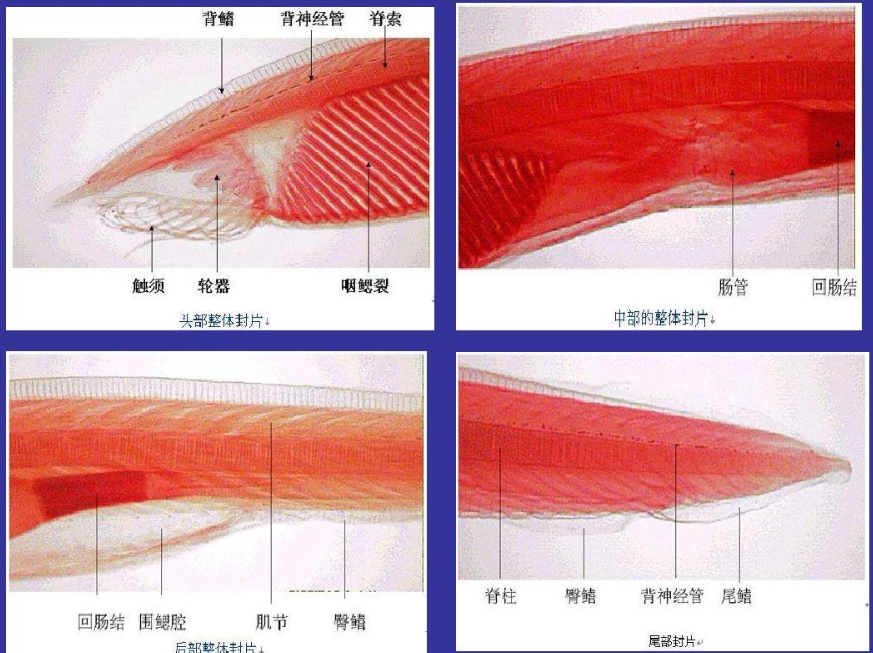 似魚(yú)非魚(yú)，種類(lèi)不多，卻在動(dòng)物界地位特殊