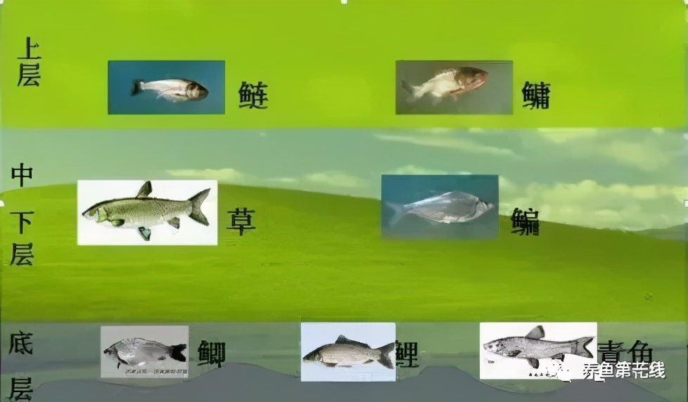 多品种混养——立体养鱼：鱼类混养共生共存的“分居乐业”关系