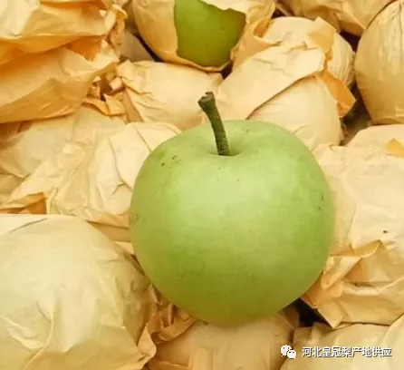 河北早熟梨陆续上市，收购价格未达到人们之前