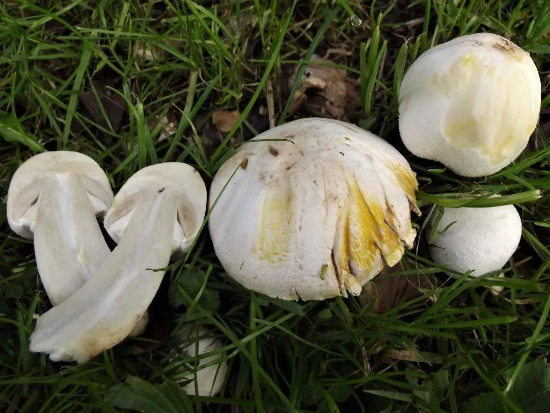 复活节郊外游玩别采这种致命蘑菇！1年超400人误食，华人中招