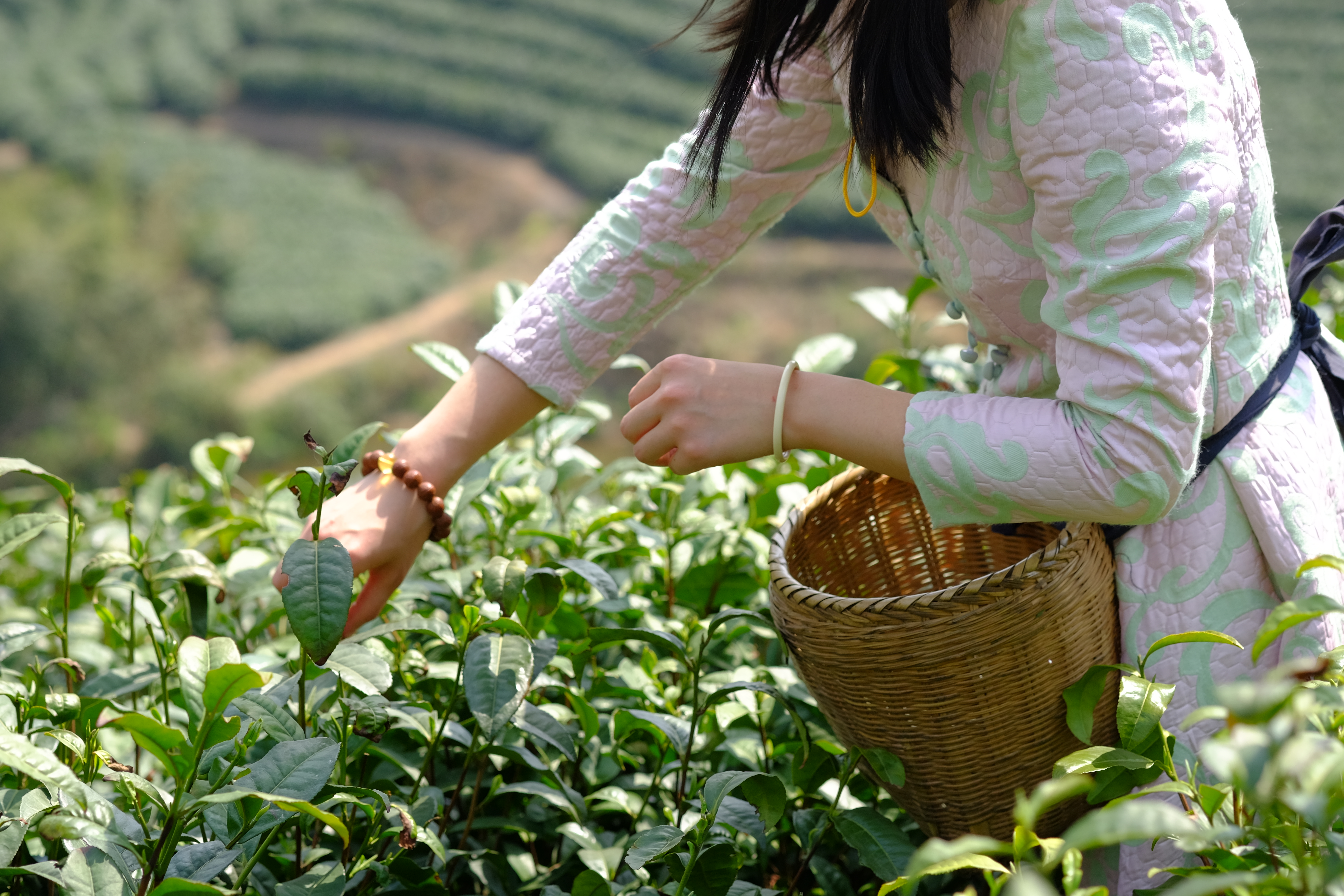 “信阳毛尖春茶开采” “信阳毛尖春茶开采”