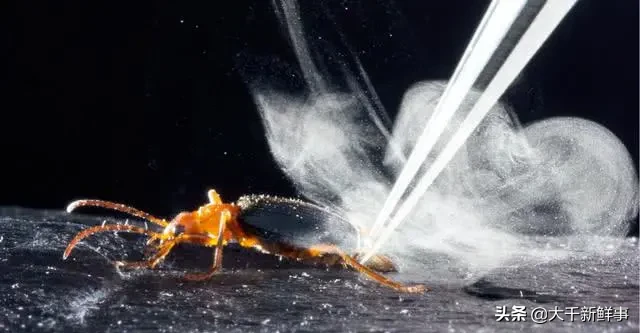 为什么没有进化出喷火的生物？有喷火潜质的，或许因不划算而放弃