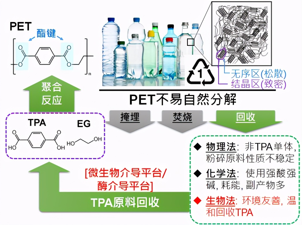 湖北大学获“新秘方”可短期内制造大量、低价的高活性塑料降解酶