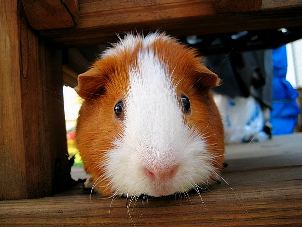 How to deal with hamster cold and diarrhea iNEWS