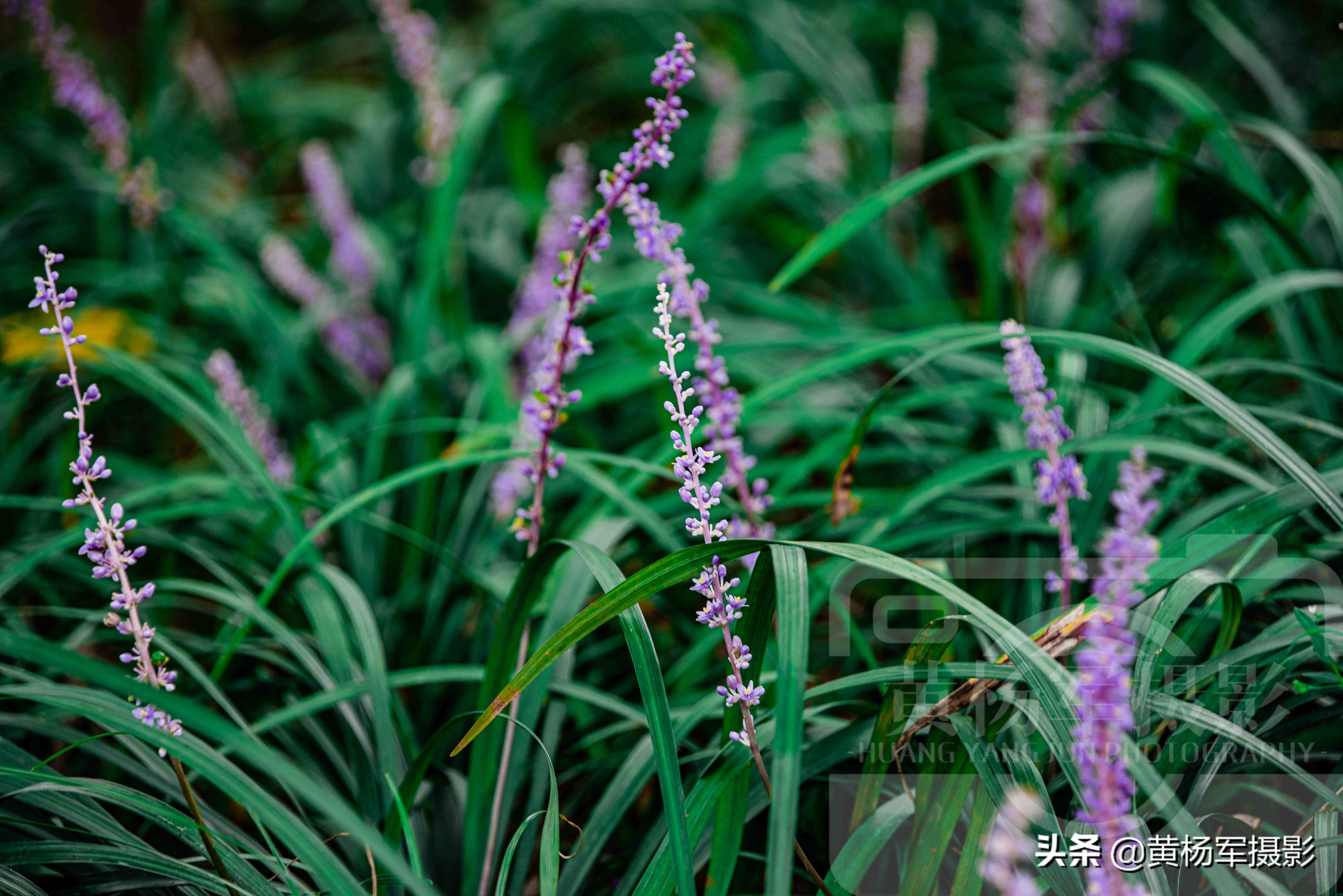 八月阔叶山麦冬花开的美 小巧别致的花朵格外好看 紫色花很淡雅 资讯咖