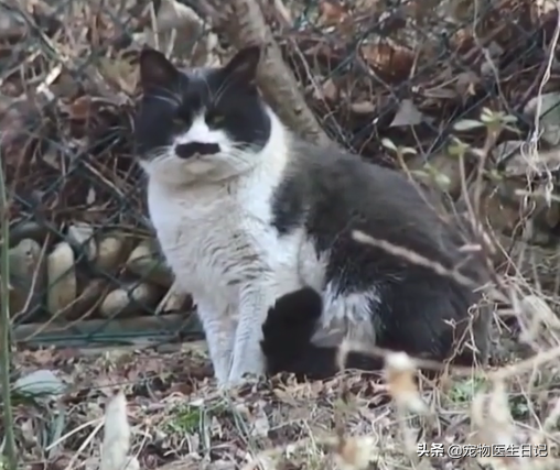 两只橘猫的爱情故事 你救我一命 我便用一生相随 Zh中文网