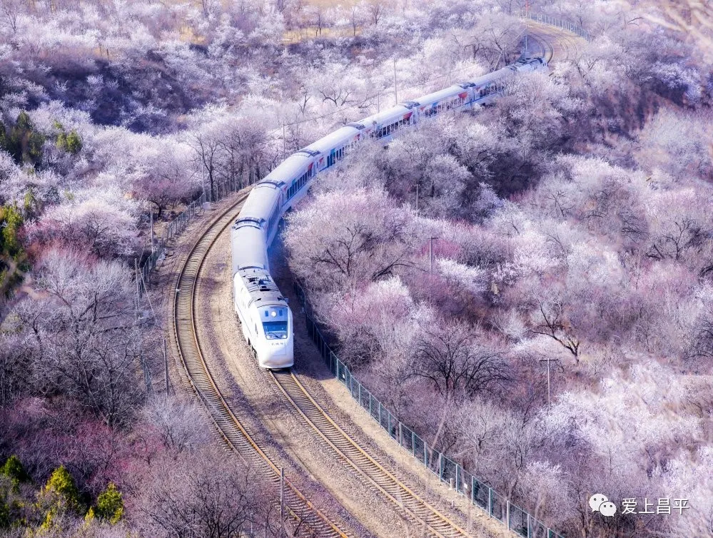 居庸關花海棧道開放 看開往春天的列車 觀長城腳下的花海 美哭了 資訊咖