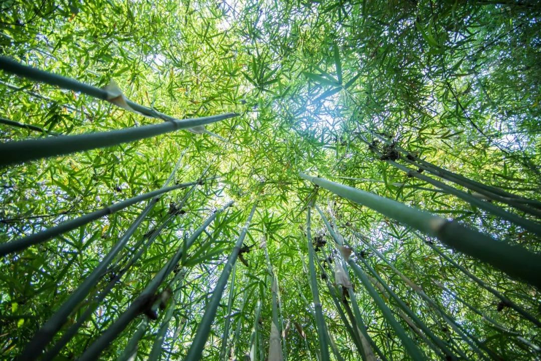 植树节｜7种树木，30首诗词，扬起百样情思