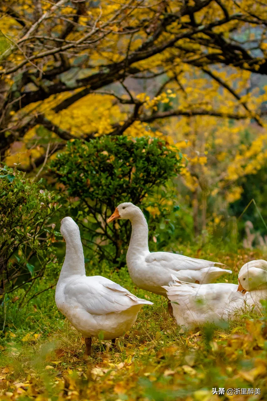 10 ancient towns with beautiful autumn colors, if you are tired, go to stay for a few days