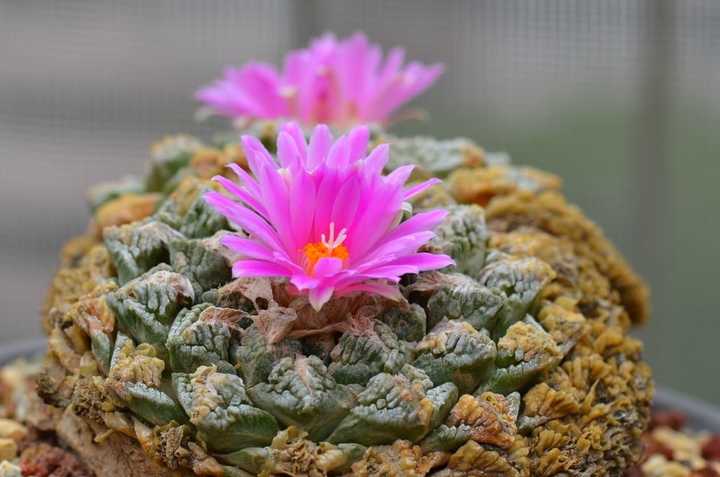 广西查获龟甲牡丹，植株如龟甲花朵似牡丹，100年才能长到巴掌大