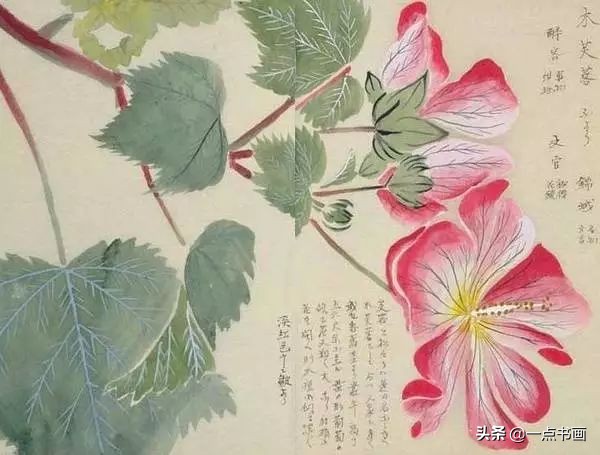 工笔花卉植物写生要领