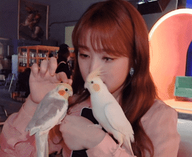 kpop爱豆中最擅长驯兽的女团爱豆，是鸟类驯兽大师呢