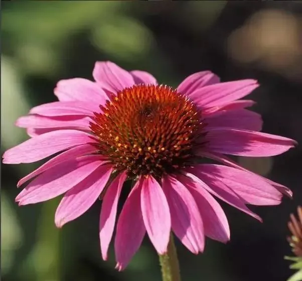 160種· 奇花異草，絕對有你沒見過的！ 「下部分」