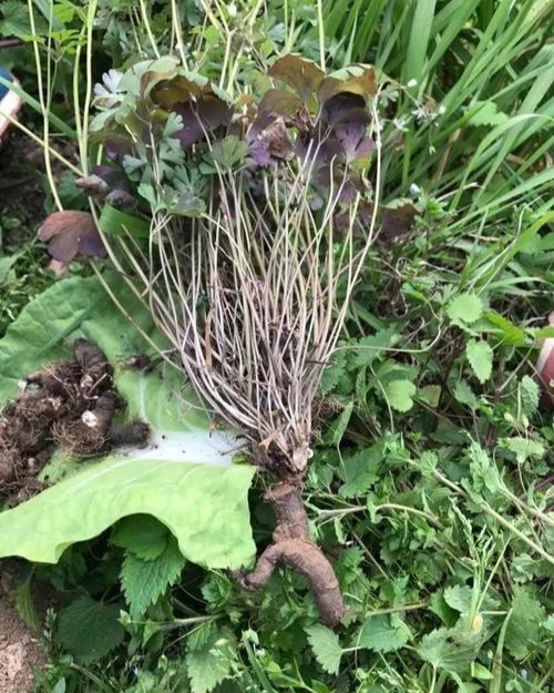 天葵是一種什麼樣的植物 老姚談植物 Mdeditor