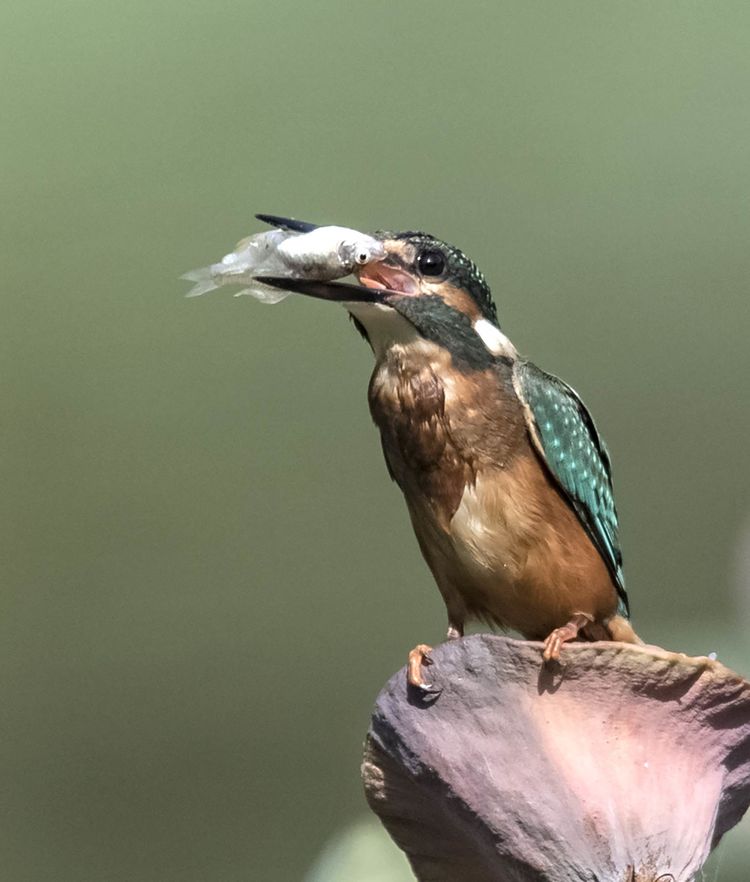 翠鳥捕魚，舌尖上的美食