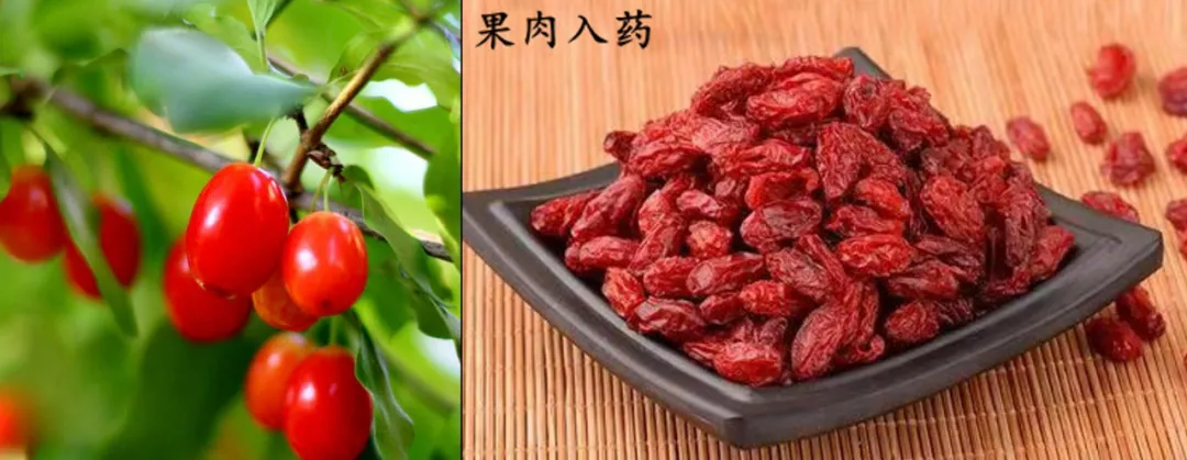 “红衣仙子”落凡尘,平补抗衰就属它——山茱萸