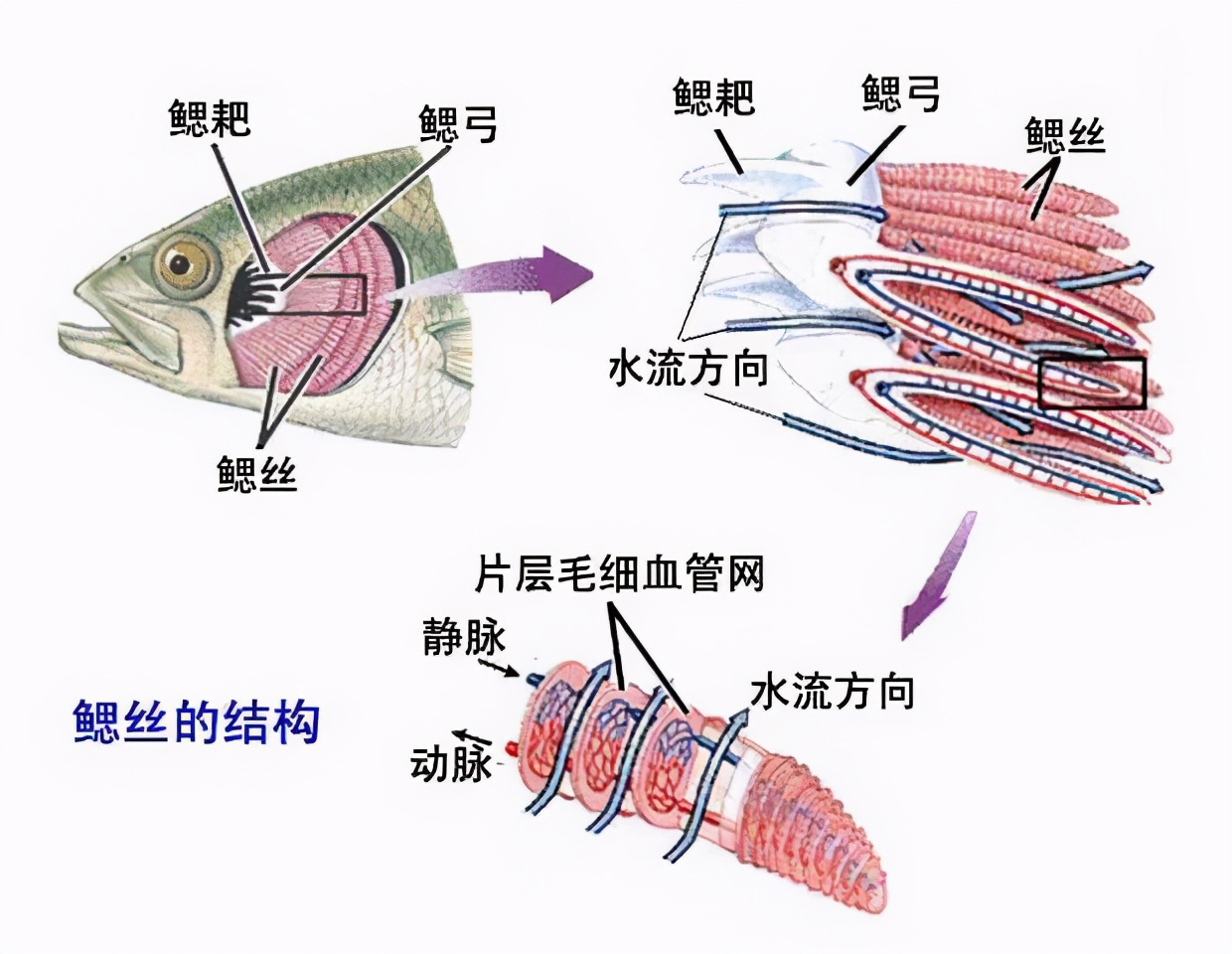 認識魚鰓及其呼吸特點：鰓是魚類最基本、最起碼、最重要的器官