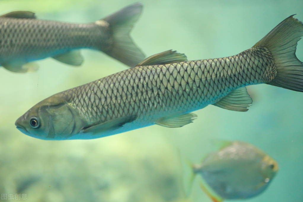 入夏后，这6种鱼正当鲜，钙含量高，常做给孩子吃，长个不用愁