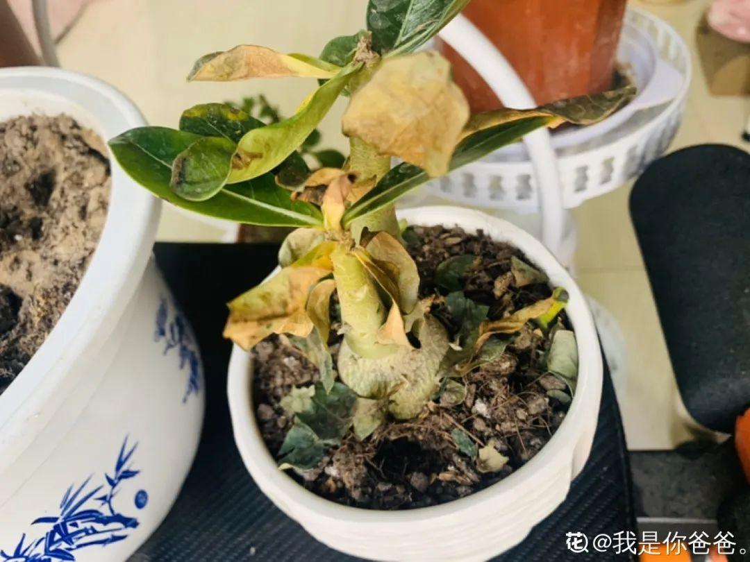 The yellowing of gardenia leaves is a distress signal, regardless of