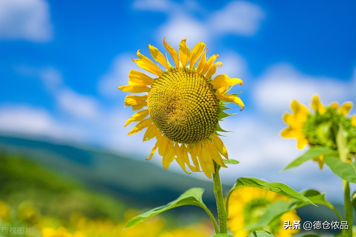 第二章 ‖ 做抖音必要學習了解短視頻的未來發展方向到底在哪里