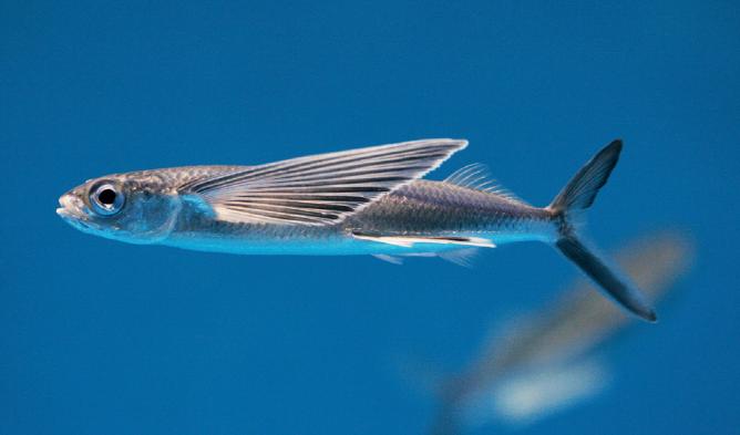 飛魚的“多舛魚生”：拼命進(jìn)化出飛翔的能力，卻仍逃不過宿命