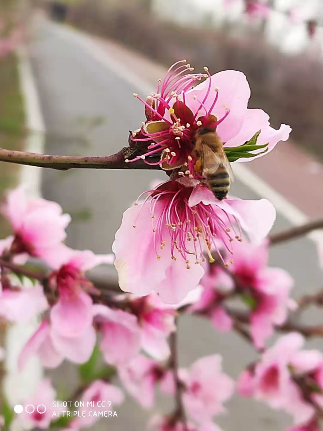 春花烂漫当时 白日不到处 青春恰自来 苔花如米小 也学牡丹开 心理之友携手走 Mdeditor