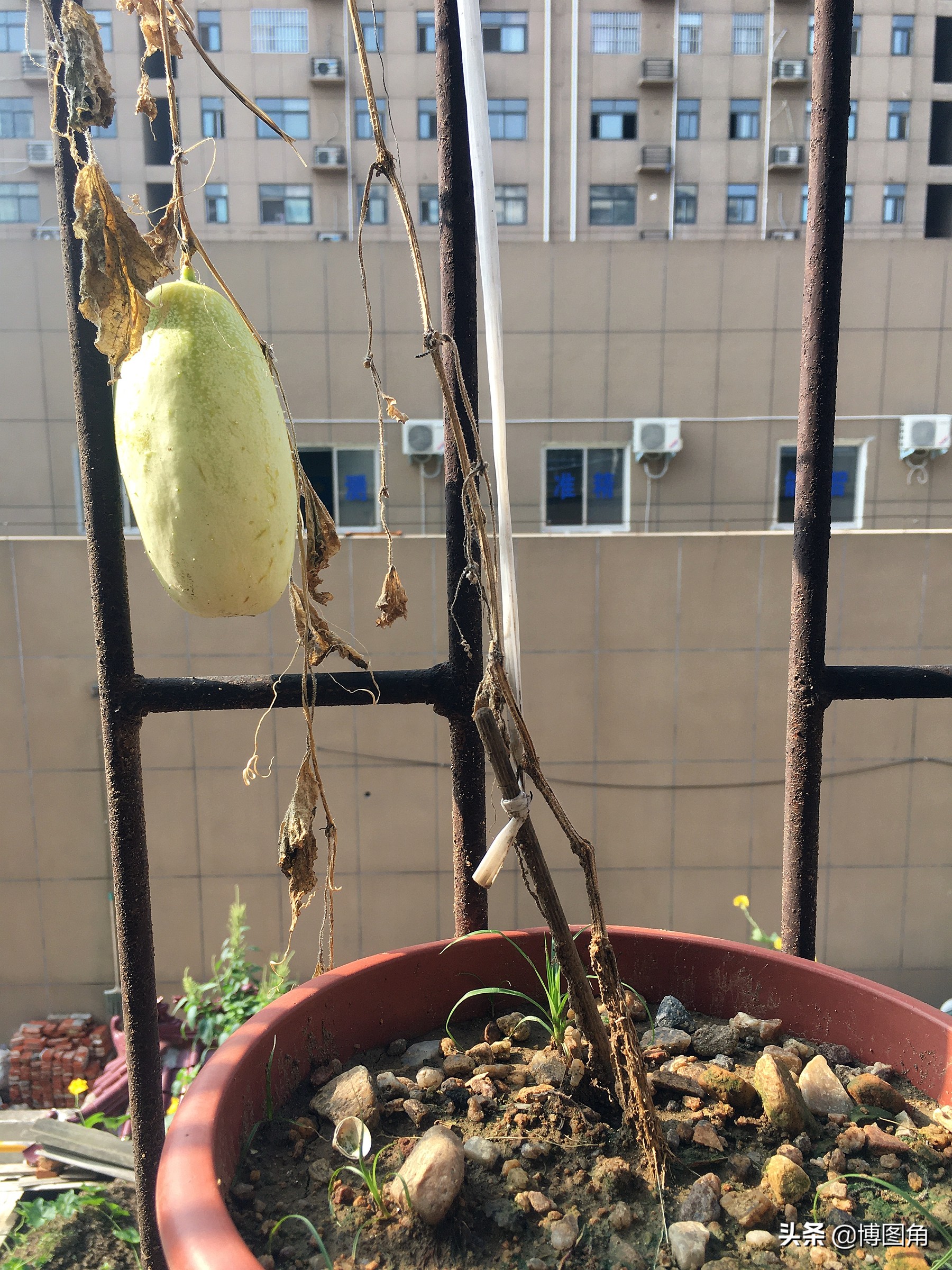 " my countryside I civilian " my 2020 | In the mobile phone video in August, from Qin Huang the island returns