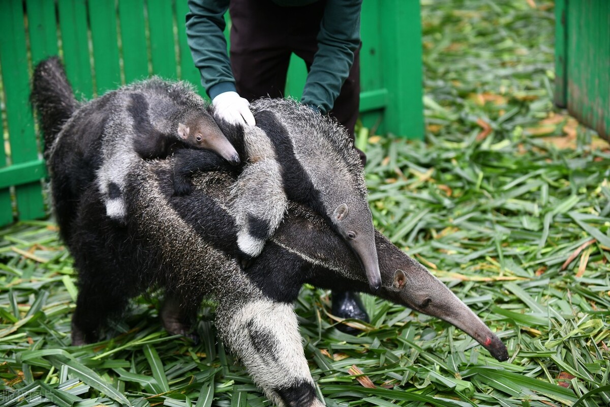 舌灿莲花的红火蚁天敌 无齿的古老哺乳动物 食蚁兽 资讯咖